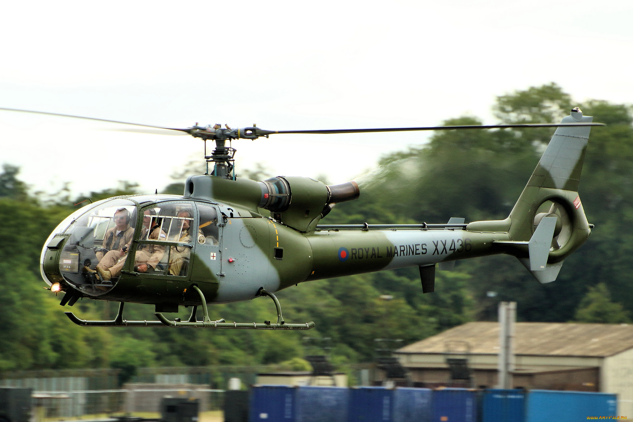 gazelle, , , 